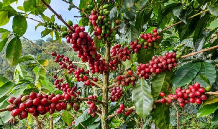 eje cafetero 3